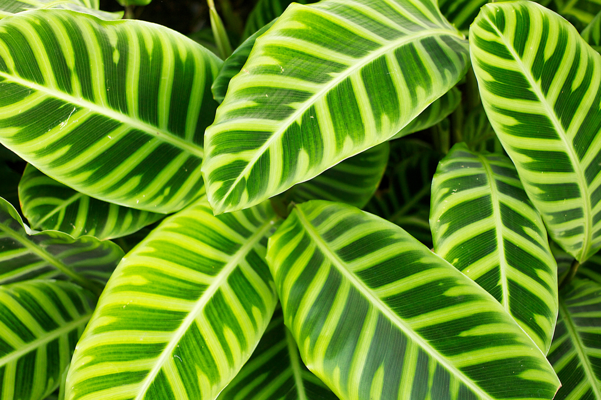 Calathea Verzorging 101: Essentiële Tips voor Prachtige Kamerplanten