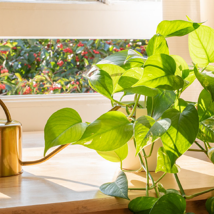 Gids voor het vermeerderen van uw Pothos plant | Stera