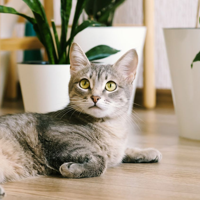 Welke kamerplanten zijn giftig voor katten? Een overzicht van gevaarlijke groene vrienden