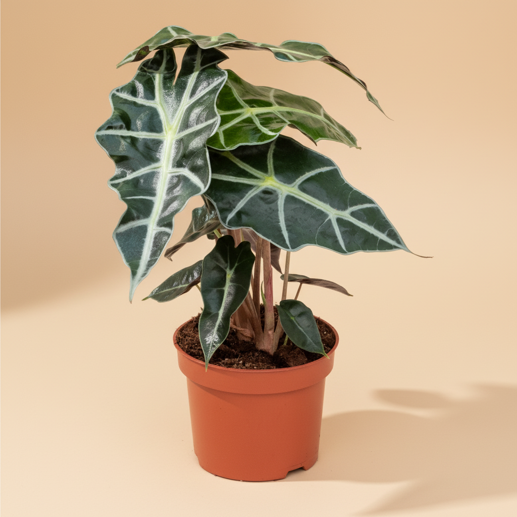 Kleine planten – Alocasia Polly
