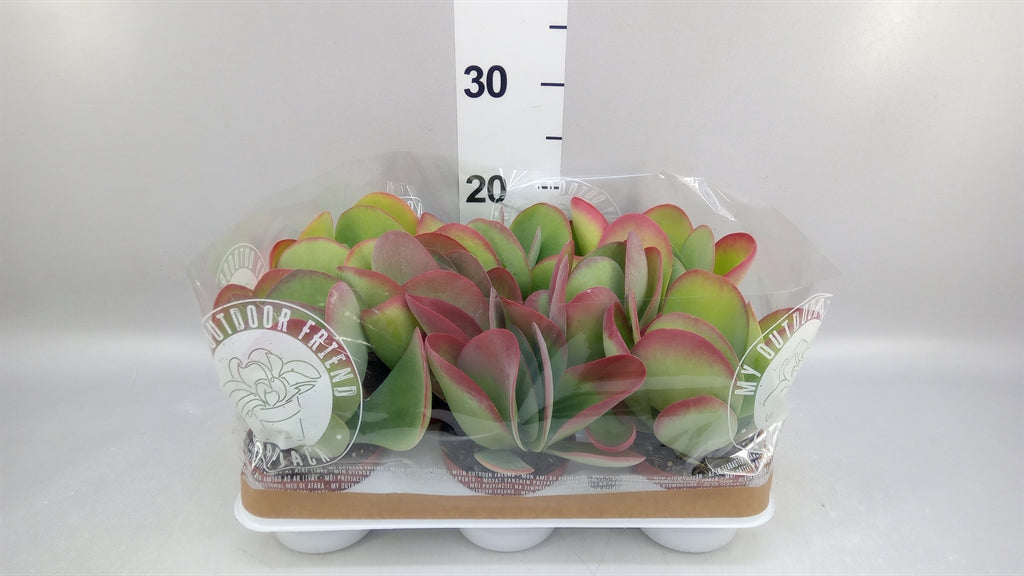 Kalanchoe thyrsiflora 'Flapjack' (pot 10 cm, 22 cm)