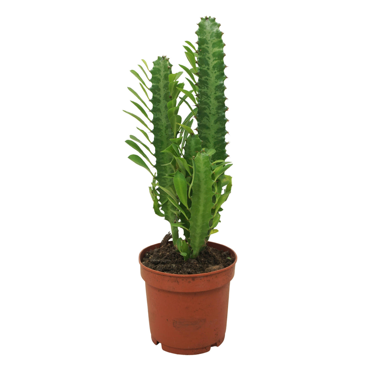 Euphorbia trigona (pot 12 cm, 30 cm)