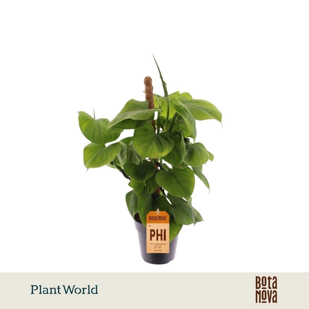 Philodendron 'Fibrum' (mosstok) — pot 12 cm, 40 cm