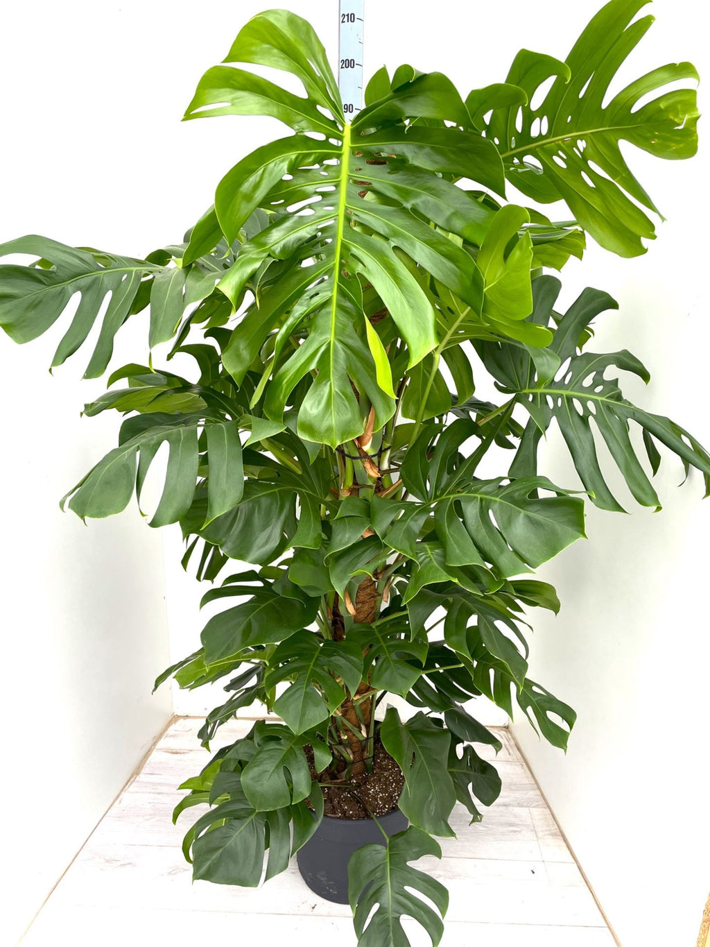 Monstera pertusum (mosstok) — pot 38 cm, 180 cm