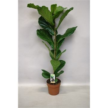 Ficus lyrata (130–140 cm), pot 21 cm