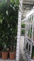 Dracaena fragrans 'Ulises' (120-90-60-30) (pot 27 cm, 200 cm)