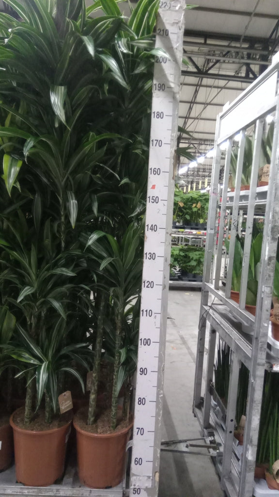Dracaena fragrans 'Ulises' (120-90-60-30) (pot 27 cm, 200 cm)