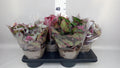Begonia rex 'Beleaf' mix (pot 17 cm, 33 cm)