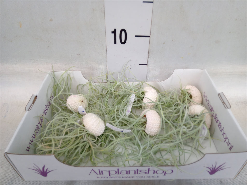 Tillandsia-arrangement 'Jellyfish' smal wit (pot 4 cm, 7 cm)