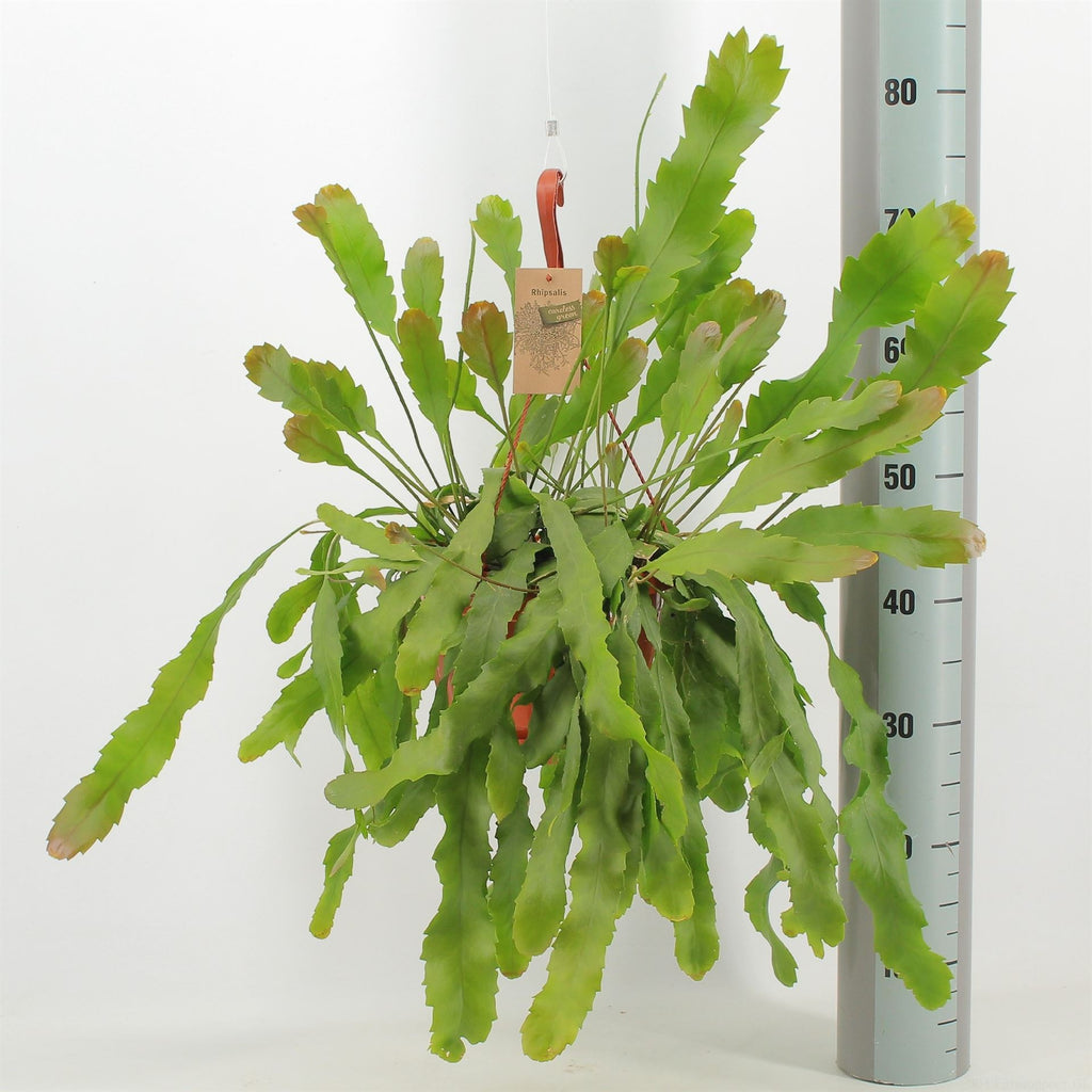 Lepismium houlletianum 'Forma Regnelli' (pot 21 cm, 40 cm)