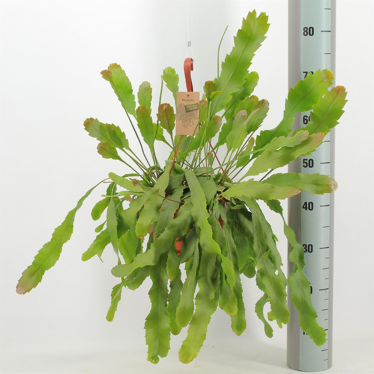 Lepismium houlletianum 'Forma Regnelli' (pot 21 cm, 40 cm)