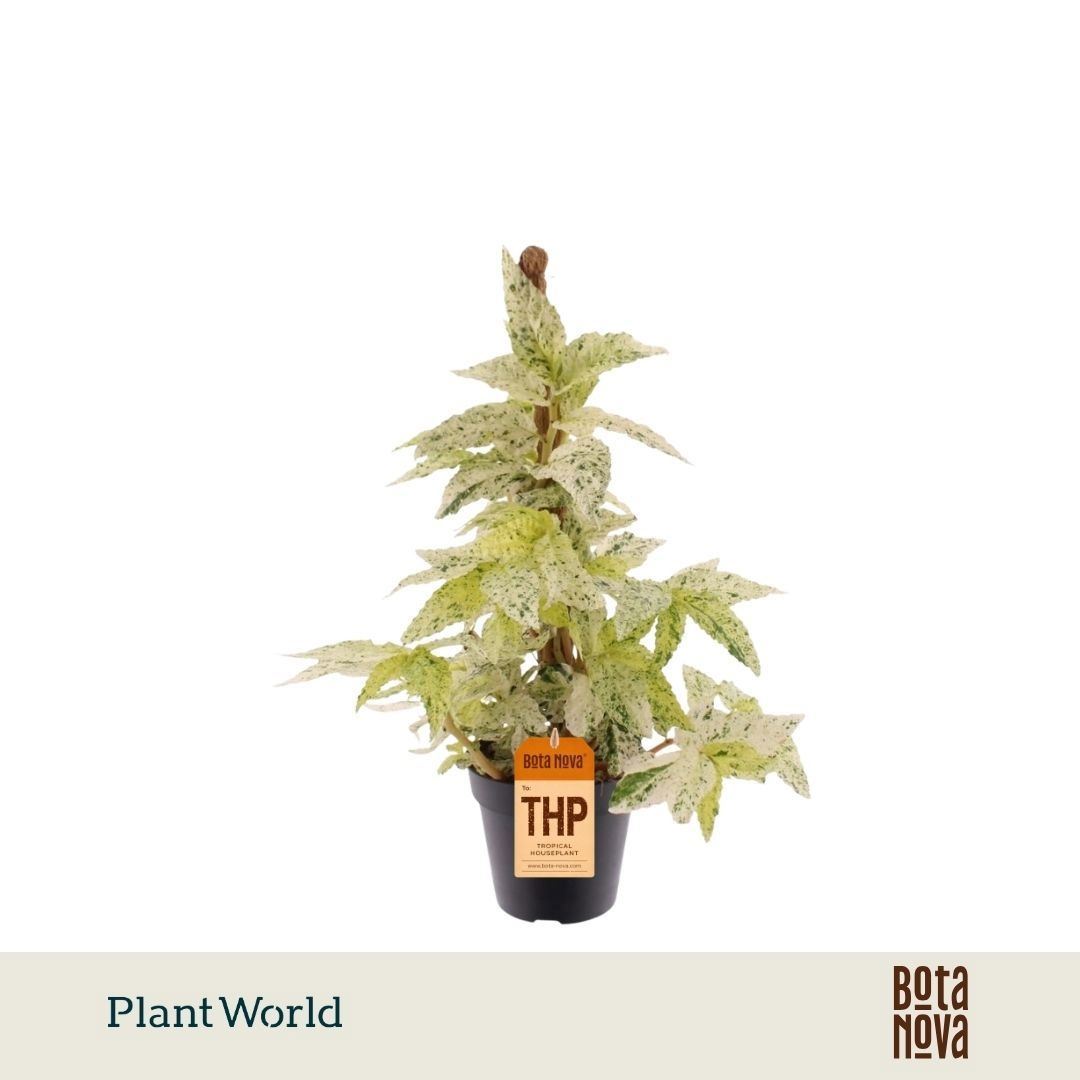 Pellionia repens 'Variegata' (mosstok) — pot 12 cm, 40 cm