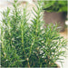 12 x 6 pack Rosmarinus officinalis - 72 x Ø7 cm - ↕20 cm-Stera