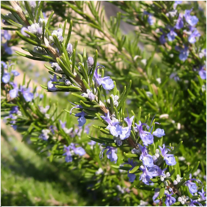 12 x 6 pack Rosmarinus officinalis - 72 x Ø7 cm - ↕20 cm-Stera