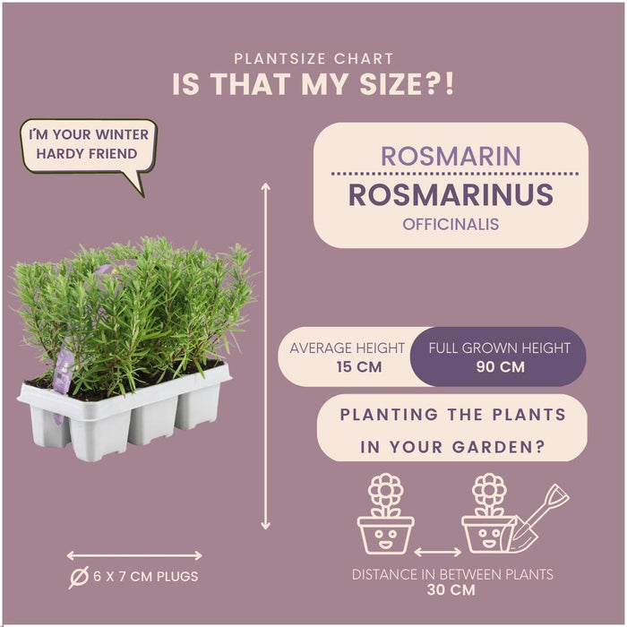 12 x 6 pack Rosmarinus officinalis - 72 x Ø7 cm - ↕20 cm-Stera