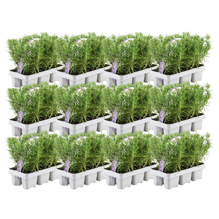 12 x 6 pack Rosmarinus officinalis - 72 x Ø7 cm - ↕20 cm-Stera