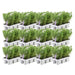 12 x 6 pack Rosmarinus officinalis - 72 x Ø7 cm - ↕20 cm-Stera