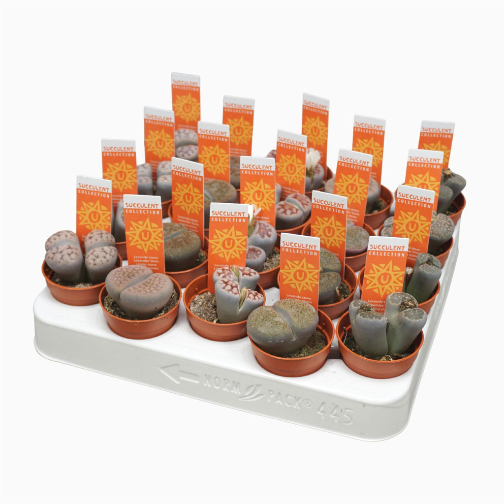 Lithops (levende stenen) (pot 5 cm, 8 cm)