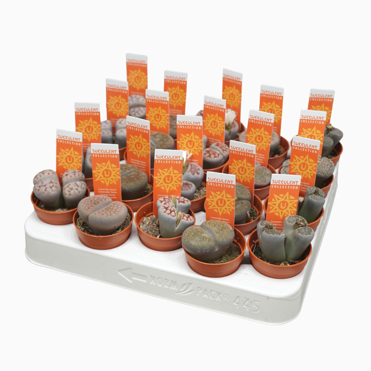 Lithops (levende stenen) (pot 5 cm, 8 cm)