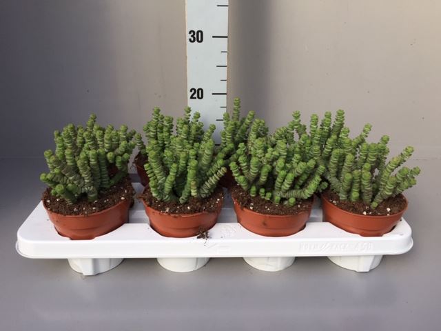 Crassula marnieriana 'Hottentot' (pot 12 cm, 20 cm)