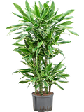 Dracaena fragrans 'Golden Coast' in pot op warme, neutrale studioachtergrond