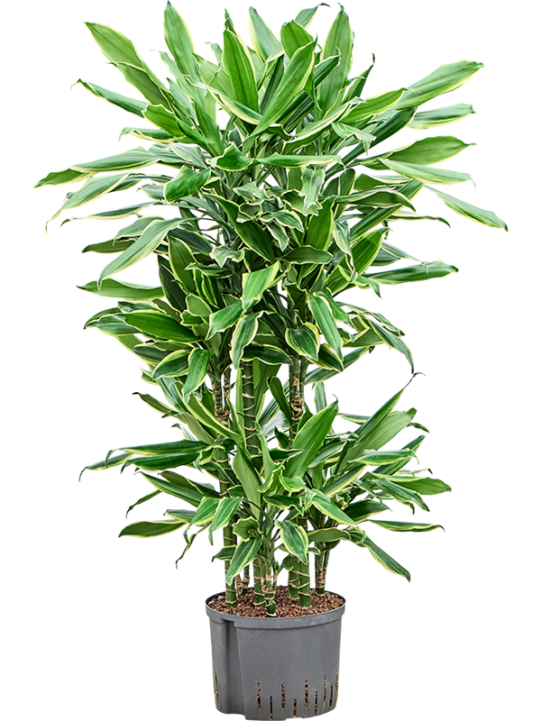 Dracaena fragrans 'Golden Coast' in pot op warme, neutrale studioachtergrond