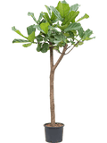 Ficus lyrata op stam in pot op warme, neutrale studioachtergrond
