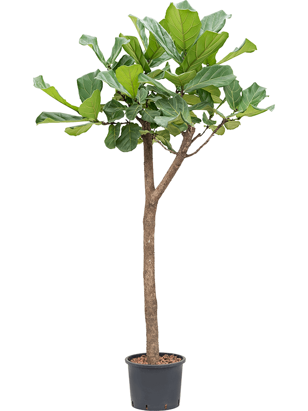 Ficus lyrata op stam in pot op warme, neutrale studioachtergrond