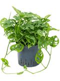 Monstera obliqua gatenplant in hangpot op witte achtergrond
