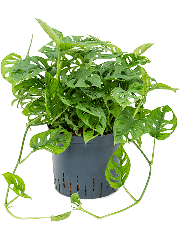 Monstera obliqua gatenplant in hangpot op witte achtergrond