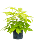 Schefflera actinophylla 'Golden Amate' in pot op witte achtergrond