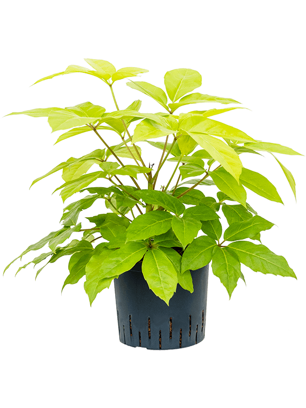 Schefflera actinophylla 'Golden Amate' in pot op witte achtergrond