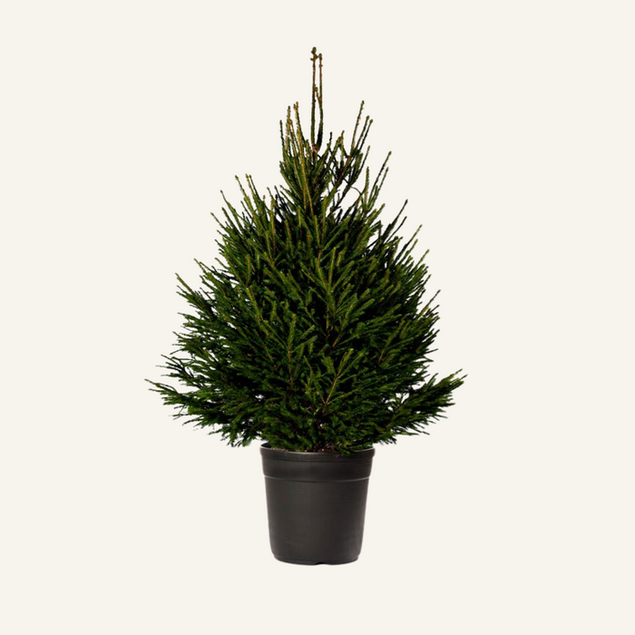 Picea Abies Potgekweekt - Verschillende formaten