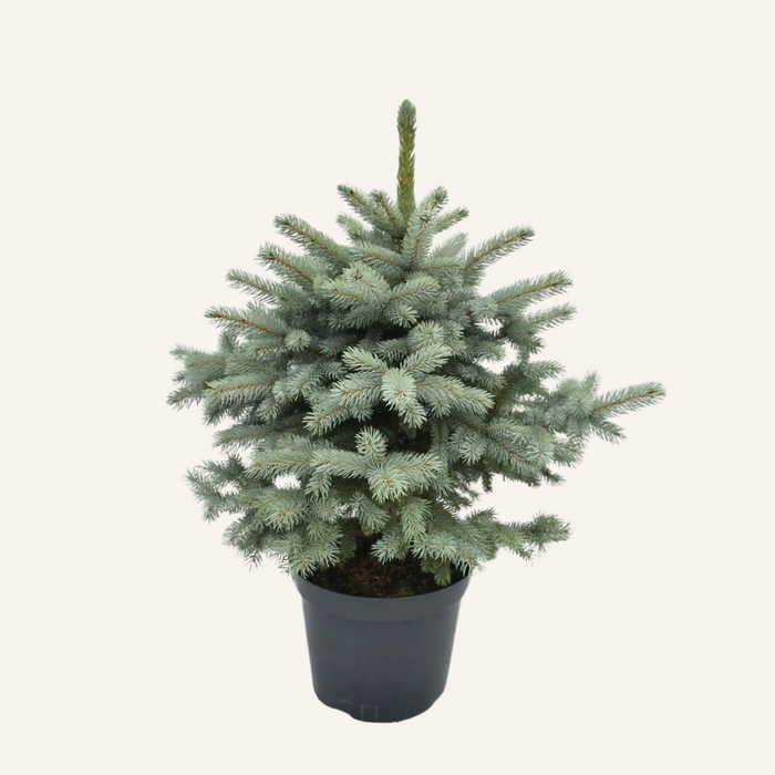 Picea Pungens Super Blue Potgekweekt - Verschillende formaten