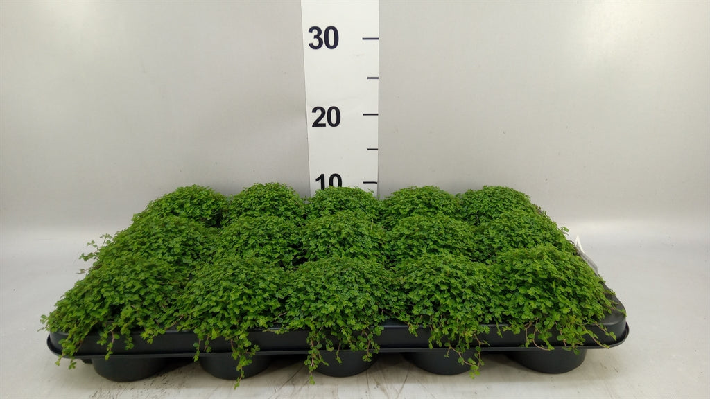 Soleirolia soleirolii mix (pot 9 cm, 11 cm)