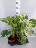 Monstera deliciosa 'Variegata' (pot 15 cm, 50 cm)