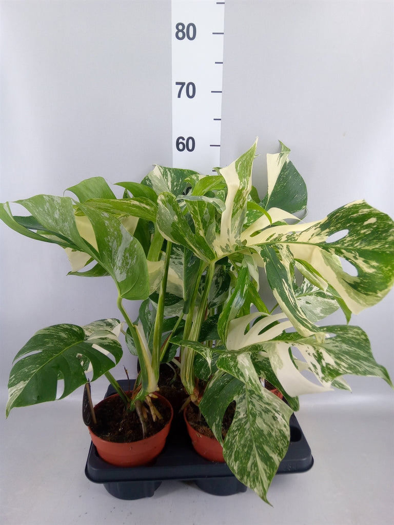 Monstera deliciosa 'Variegata' (pot 15 cm, 50 cm)
