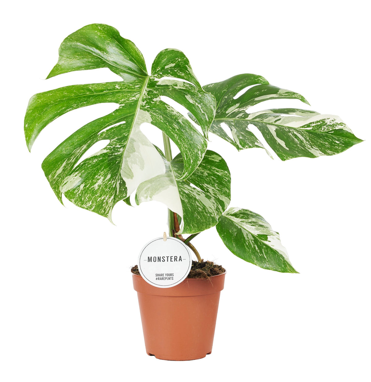 Monstera deliciosa 'Variegata' (pot 15 cm, 50 cm)