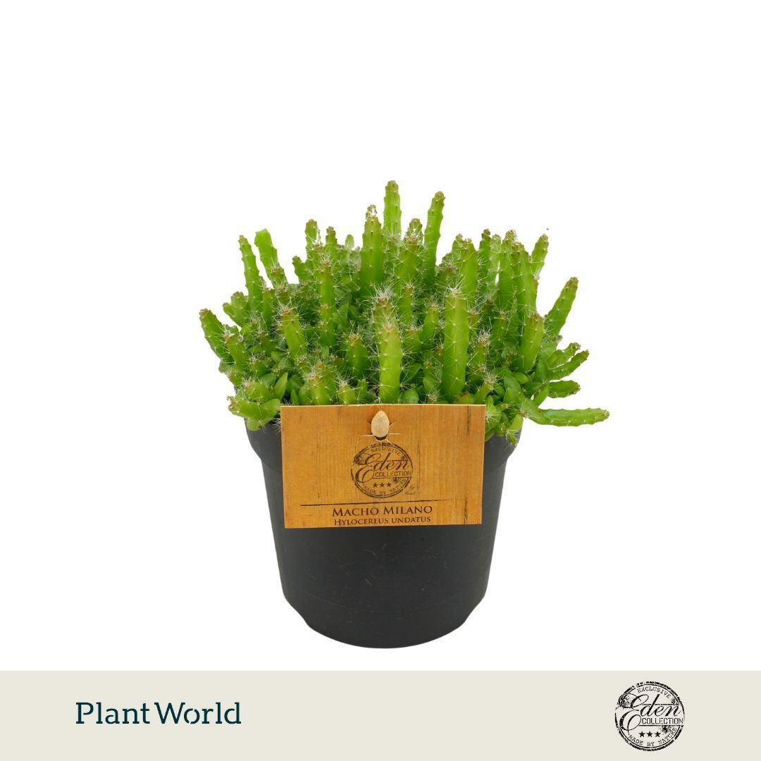Hylocereus undatus (pot 10 cm, 15 cm)