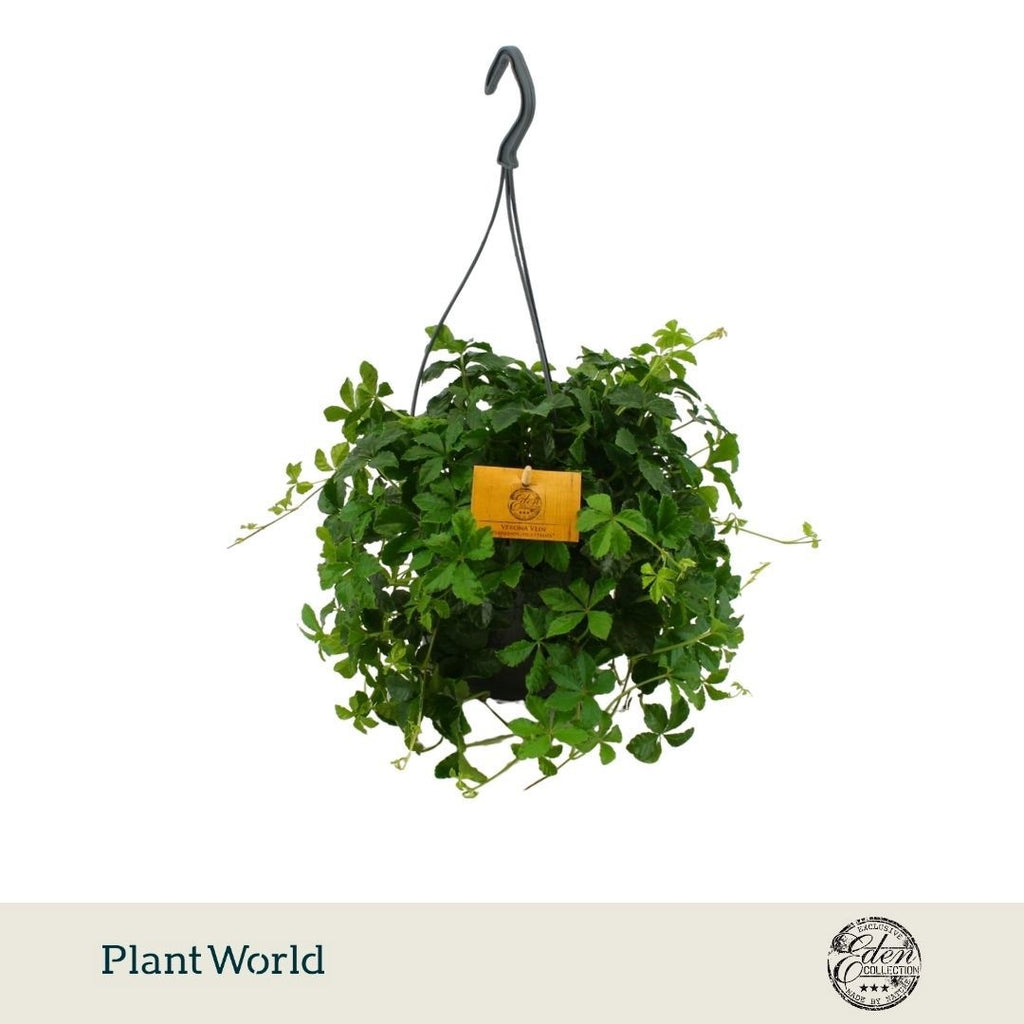 Parthenocissus 'Sugar Vine' (pot 15 cm, 25 cm)