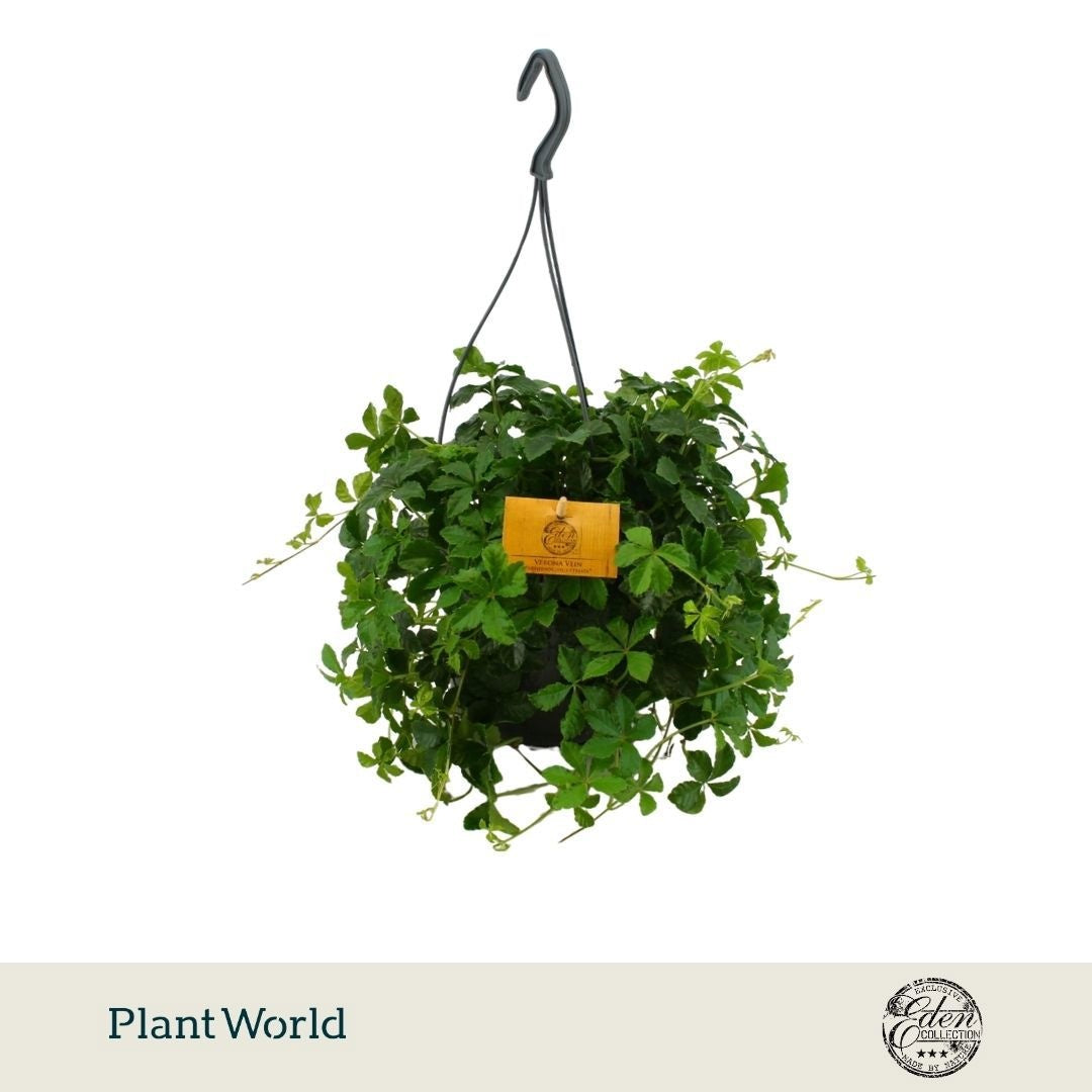 Parthenocissus 'Sugar Vine' (pot 15 cm, 25 cm)