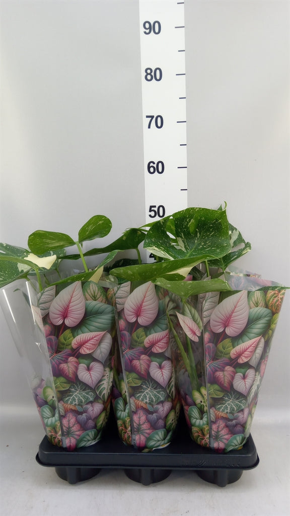 Monstera deliciosa 'Thai Constellation' (pot 12 cm, 50 cm)
