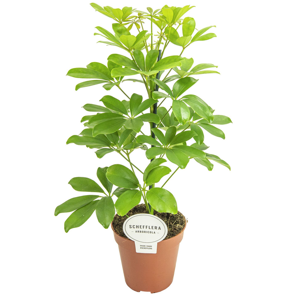 Schefflera arboricola 'Nora' (pot 13 cm, 45 cm)
