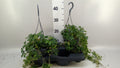 Parthenocissus 'Sugar Vine' (pot 15 cm, 25 cm)