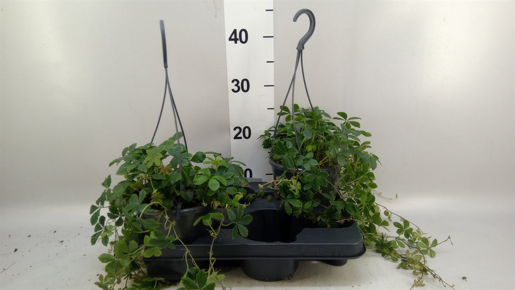 Parthenocissus 'Sugar Vine' (pot 15 cm, 25 cm)