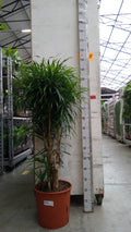 Dracaena reflexa 'Anita' (pot 34 cm, 150 cm)