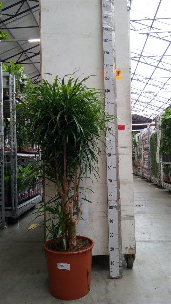 Dracaena reflexa 'Anita' (pot 34 cm, 150 cm)