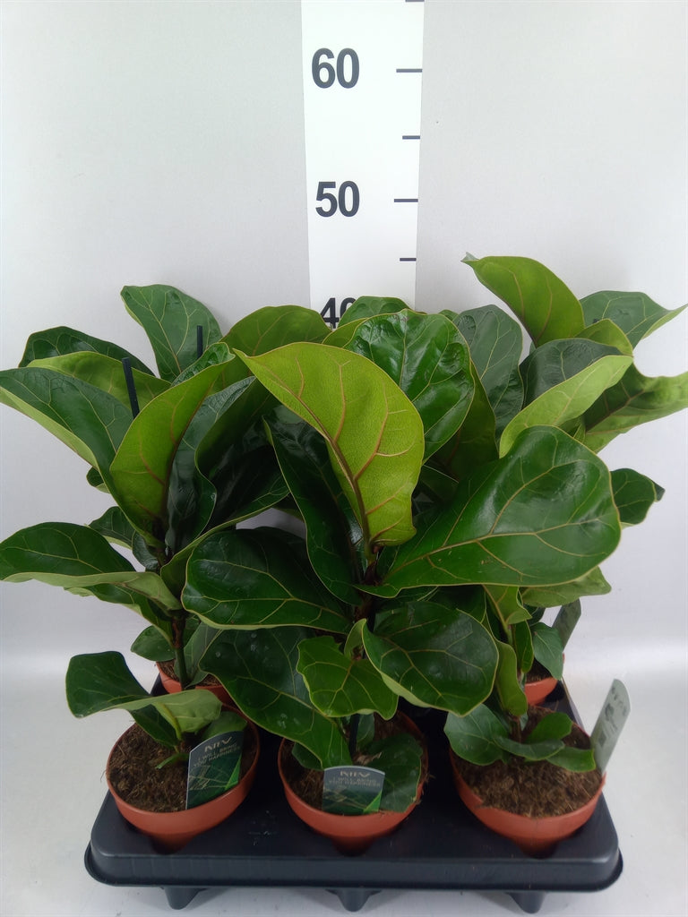 Ficus lyrata 'Bambino' (pot 12 cm, 45 cm)