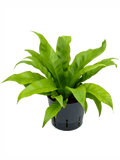 Asplenium antiquum nestvaren in pot op witte achtergrond