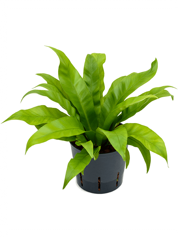 Asplenium antiquum nestvaren in pot op witte achtergrond